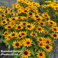Rudbeckia Summerdaisy Compact Bicolour