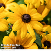 Rudbeckia Summerdaisy Yellow
