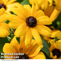 Rudbeckia Summerdaisy Yellow