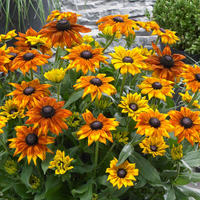 Rudbeckia 
