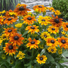 Rudbeckia 