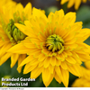 Rudbeckia 