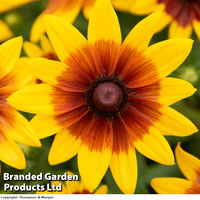 Rudbeckia 