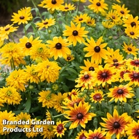 Rudbeckia 