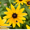 Rudbeckia 
