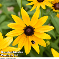 Rudbeckia 