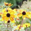 Rudbeckia triloba 