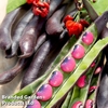 Runner Bean 