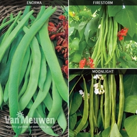Runner Bean Collection