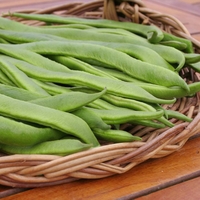 Runner Bean 