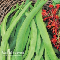 Runner Bean 