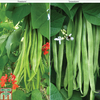 Runner Bean Firestorm and Snowstorm Collection