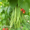 Runner Bean 