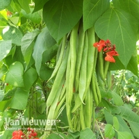 Runner Bean 