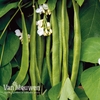 Runner Bean 