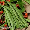 Runner Bean 
