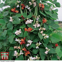 Runner Bean 