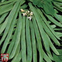 Runner Bean 