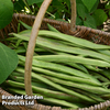 Runner Bean 