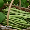 Runner Bean 