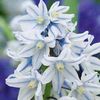 Russian Snowdrop - 100 bulbs