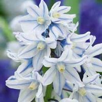 Russian Snowdrop - 100 bulbs