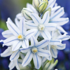Russian Snowdrop