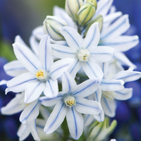 Russian Snowdrop