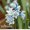 Russian Snowdrop