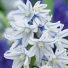 Russian Snowdrop
