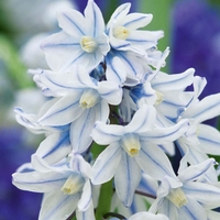 Russian Snowdrop
