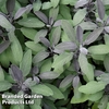 Sage 