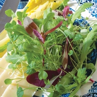 Salad Leaves 
