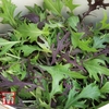 Salad Leaves 