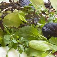 Salad Leaves 