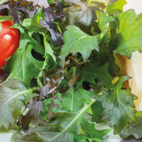Salad Leaves 