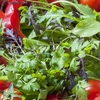 Salad Leaves 