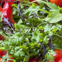 Salad Leaves 