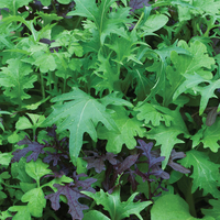 Salad Leaves 