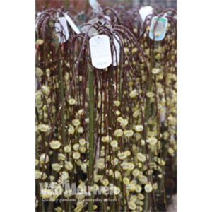Salix caprea 