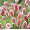 Salix gracilistyla 