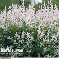 Salix integra 