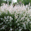 Salix integra 
