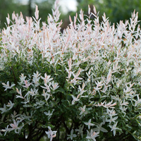 Salix integra 