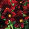 Salpiglossis sinuata Black Trumpets - 48 plug plants