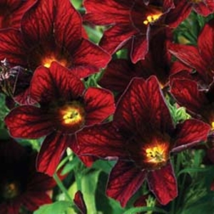 Salpiglossis sinuata Black Trumpets - 48 plug plants