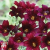 Salpiglossis sinuata 