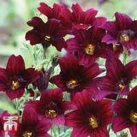 Salpiglossis sinuata 