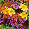 Salpiglossis sinuata 
