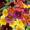 Salpiglossis sinuata 
